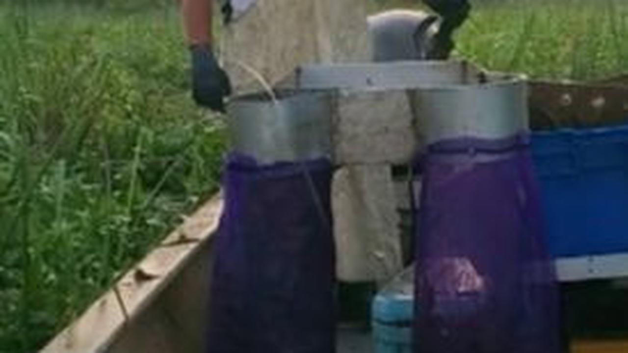 Jacob diketahui merupakan seorang penambak crawfish atau lobster air tawar di Louisiana, Amerika Serikat. Kepopuleran Jacob di Tik Tok berasal dari konten kesehariannya memanen crawfish.
