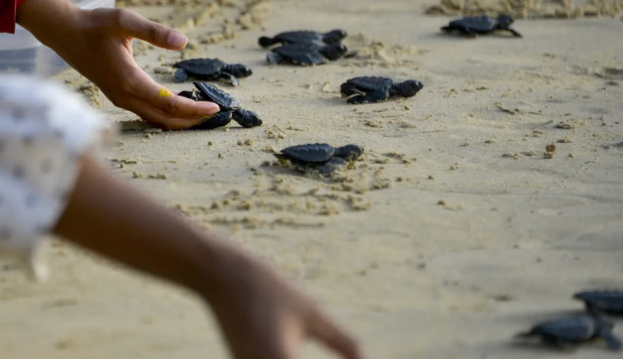Sejumlah bayi penyu dilepaskan saat matahari terbenam di pantai Lhoknga provinsi Aceh (31/1/2020). Pelepasan bayi tukik penyu tersebut wujud kepedulian terhadap lingkungan. (AFP Photo/Chaideer Mahyuddin)