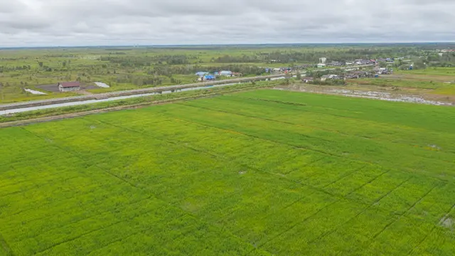 Pengamat Pertanian Nilai Food Estate Penting untuk Jaga Ketahanan Pangan Nasional