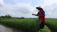 Petani pembudidaya ikan dengan sistem minapadi di Desa Gembong, Purbalingga, Jawa Tengah. (Foto: Liputan6.com/Humas Protokol PBG/Muhamad Ridlo)