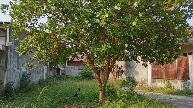 Pohon Kersen di Halaman Rumah