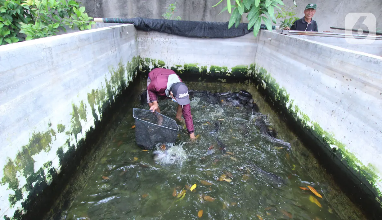 Seorang warga memberi pakan untuk ikan lele budidaya di Tangerang, Jumat (6/11/2020). Pemerintah setempat bersama warga memanfaatkan lahan untuk bubidaya ikan lele guna menggerakan ekonomi masyarakat di masa pandemi COVID-19. (Liputan6.com/Angga Yuniar)