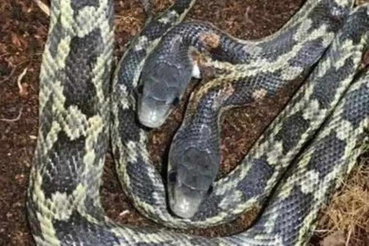 Mengapa Ular Baik untuk Kebun? Berikut 7 Manfaat Ekologis dan Cara Aman Menghadapinya di Halaman Rumah