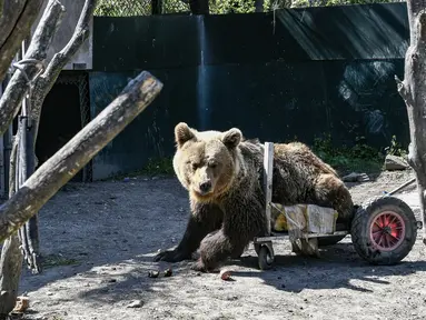 Seekor beruang lumpuh bernama Usko bermain di tempat perlindungan Arcturos di Nymfaio, Yunani (23/4). Tempat ini merupakan penampungan srigala dan beruang yang diselamatkan dari perburuan liar. (AFP Photo/Aris Messinis)