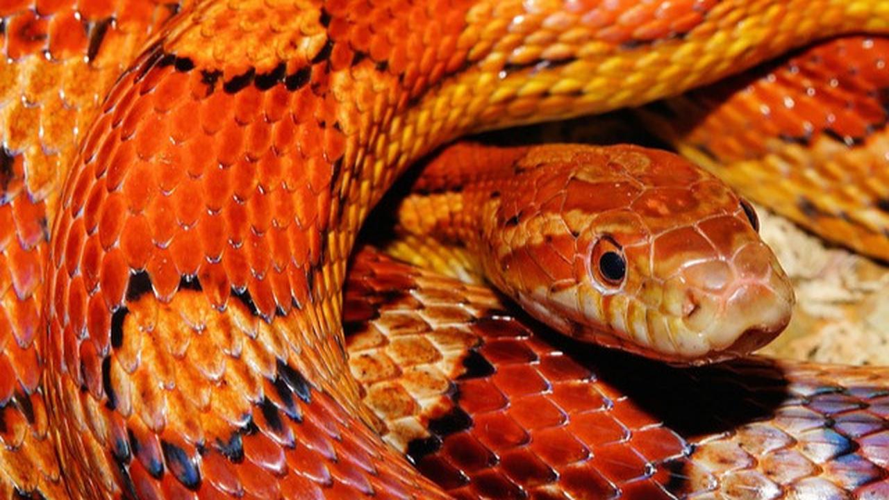 5 Mitos Kulit Ular dan Fakta Penjelasannya, Perlu Diketahui