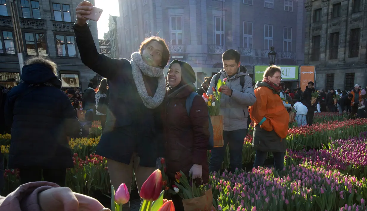 Pengunjung berswafoto dengan latar belakang tulip pada Hari Bunga Tulip Nasional di Dam Square, Amsterdam pada 19 Januari 2019. Pengunjung bisa memetik bunga tulip yang terhampar seluas 2.500 meter persegi secara cuma-cuma. (AP/Peter Dejong)