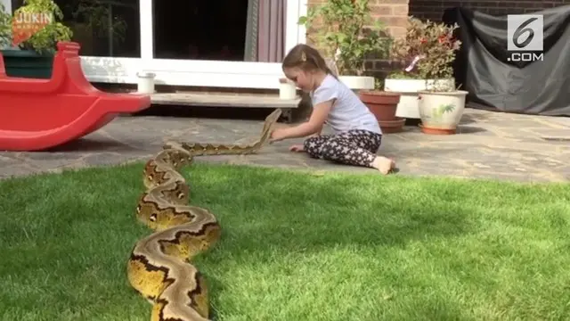 VIDEO: Aksi Gadis Cilik Akrab Bermain dengan Ular Piton