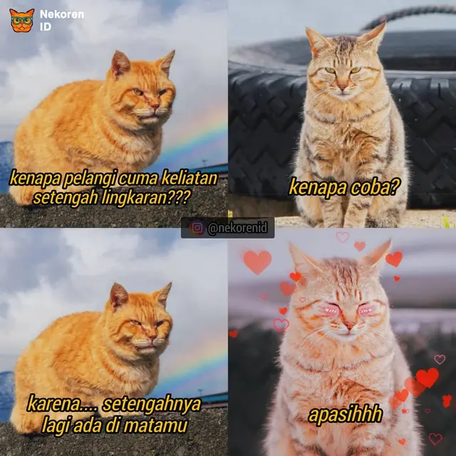 7 Meme Kucing Ngegombal Saat PDKT Ini Kocak Bikin Ngakak