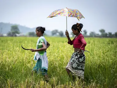 Dua perempuan suku Karbi berjalan untuk memanen padi di ladang di pinggiran Gauhati, India, Senin (23/5/2022). Suku Karbi adalah salah satu komunitas etnis utama di India Timur Laut yang sebagian besar terkonsentrasi di distrik perbukitan Karbi Anglong di Assam. (AP Photo/Anupam Nath)