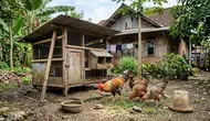 Cara Menambah Jumlah Ayam Kampung Setiap 2 Bulan agar Ternak Berkembang