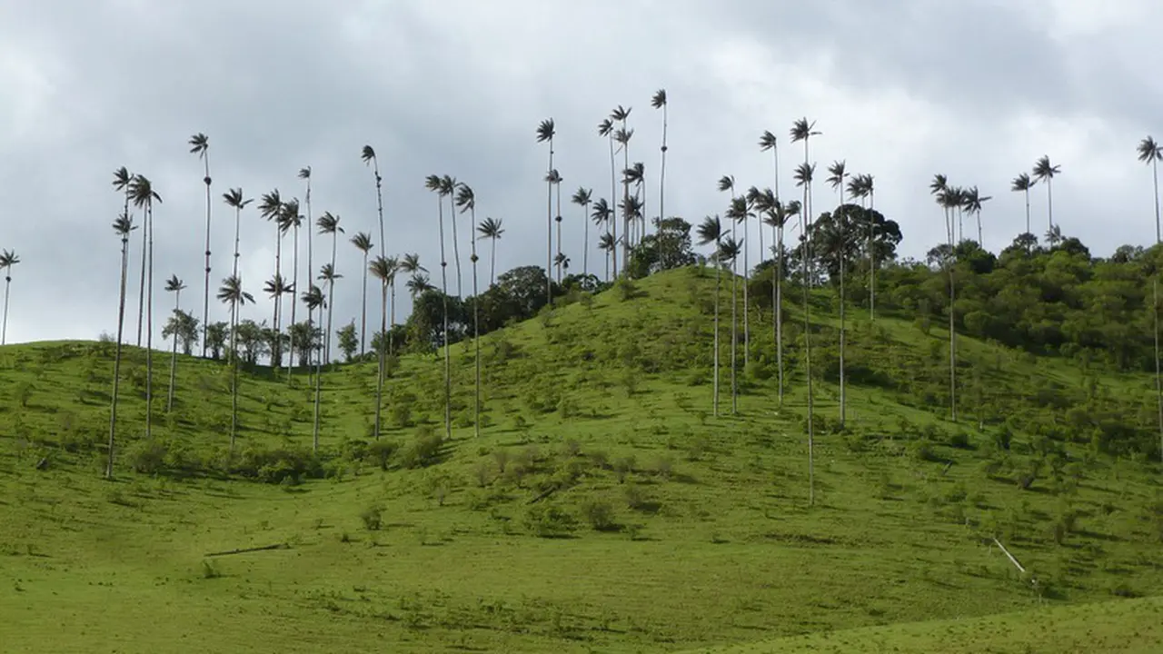 Pohon Palem Kolombia, Tertinggi di Dunia?