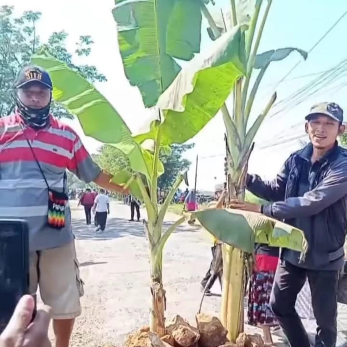 Viral Warga Blora Tanam Pohon Pisang di Jalan Rusak, Tantang Gubernur Jateng Tinjau Langsung Lokasi
