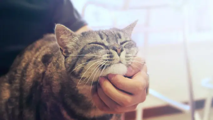 Ini Alasan Kucing Suka Dibelai di Bagian Dagunya, Bikin Auto-Gemas