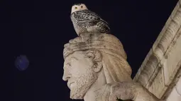 Seekor burung hantu salju yang langka melihat ke bawah dari tempat bertenggernya di atas patung Archimedes alegoris Louis St. Gaudens, di tembok pembatas di atas pintu masuk Union Station, Washington, 7 Januari 2022. Burung hantu salju pertama kali terlihat pada 3 Januari. (AP Photo/Carolyn Kaster)