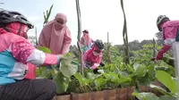 Ibu-ibu warga Bumi Sawangan Indah 2, Depok tengah bergantian merawat sayur di lahan tani mereka bersama. (Foto: Liputan6.com).