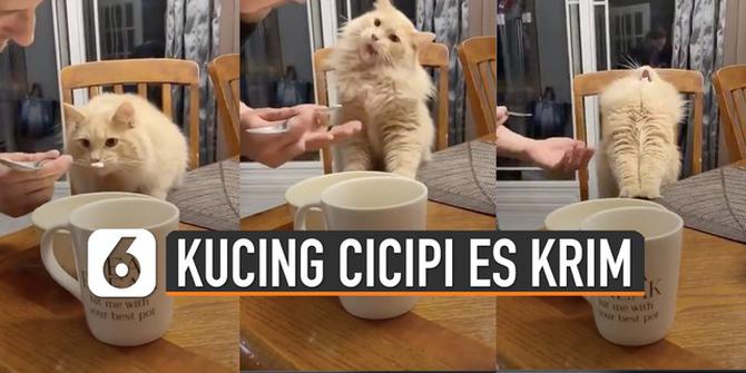 VIDEO: Viral Ekspresi Kucing Saat Cicipi Es Krim