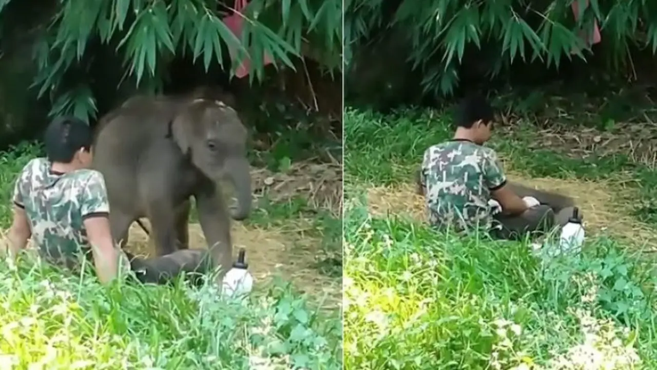 Ditolak oleh Kawanan, Bayi Gajah Yatim Piatu Mengadu pada Petugas