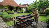 Cara Budidaya Cacing Sutra untuk Pemula, Mulai dari Media hingga Waktu Panen