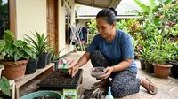 Cara Menanam Cabai Jawa dari Biji untuk Pemula di Rumah