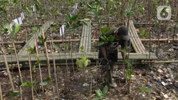 Hari Mangrove Sedunia diadopsi oleh UNESCO sejak tahun 2015.(merdeka.com/imam buhori)