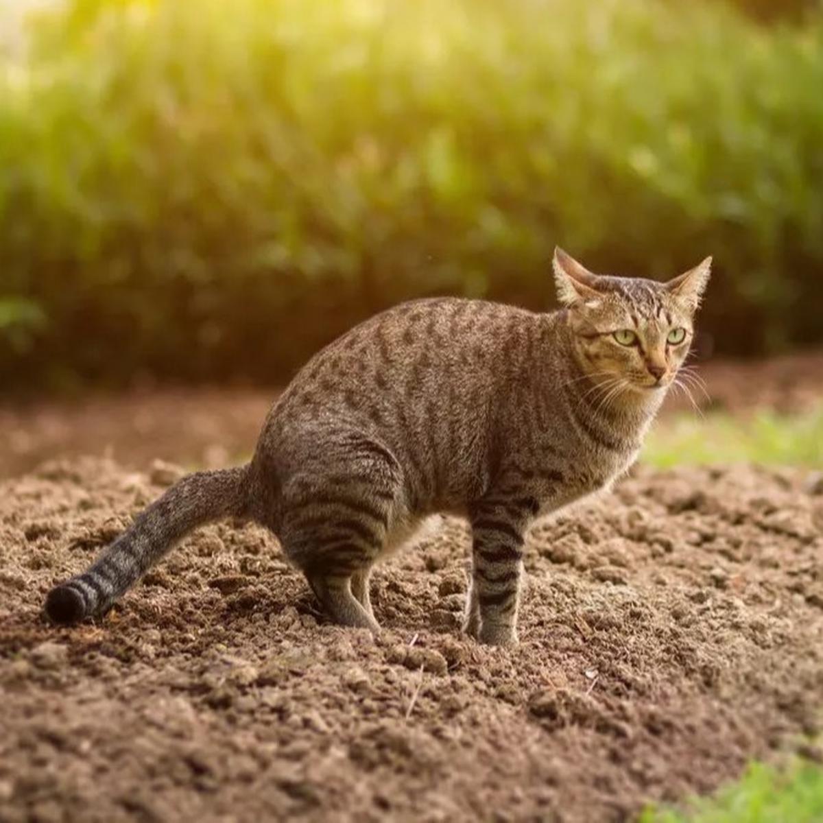 ilustrasi kucing