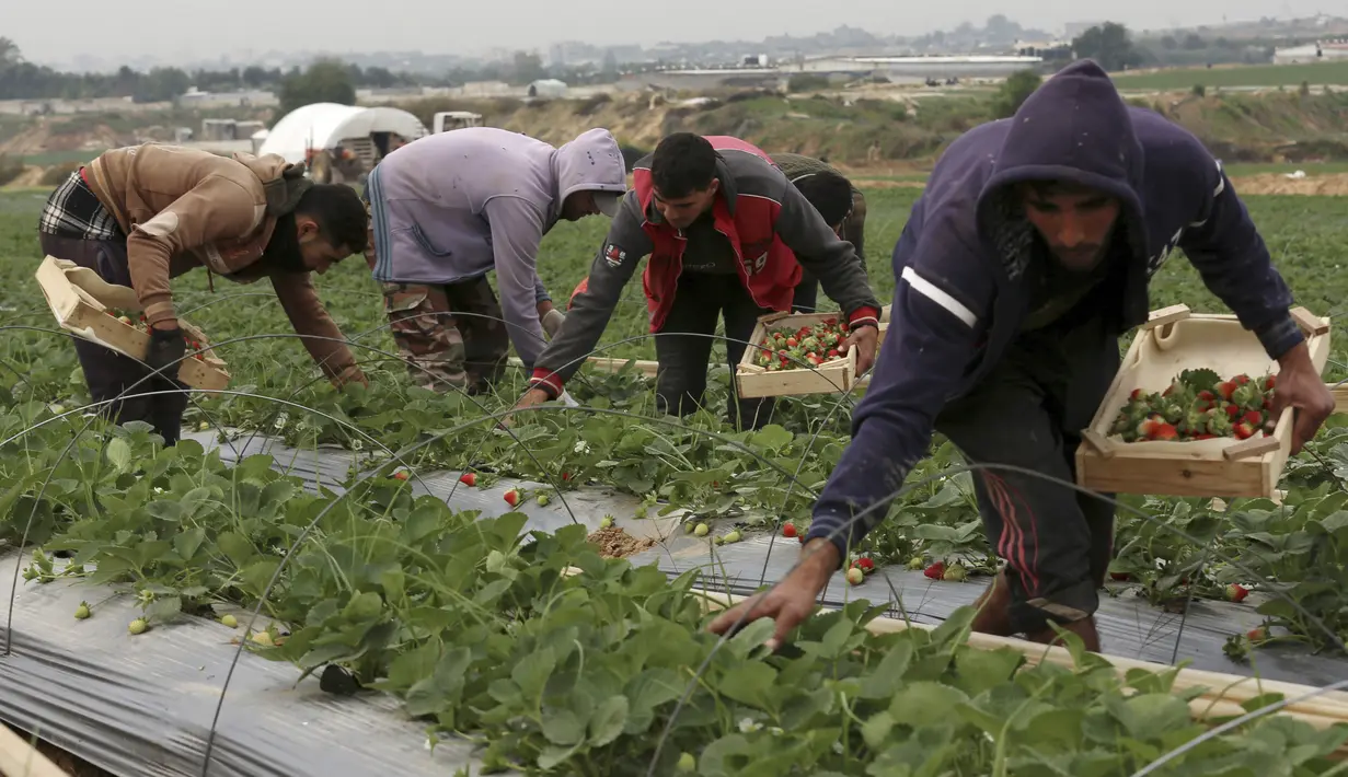 Petani Palestina memetik stroberi di kebun keluarga mereka, di Beit Lahiya, Jalur Gaza utara, Selasa (28/12/2021). Tidak semua tanah di Gaza bagus untuk ditanami stroberi, hanya di wilayah utara saja yang bagus untuk ditanami buah dan sayur. (AP Photo/Adel Hana)