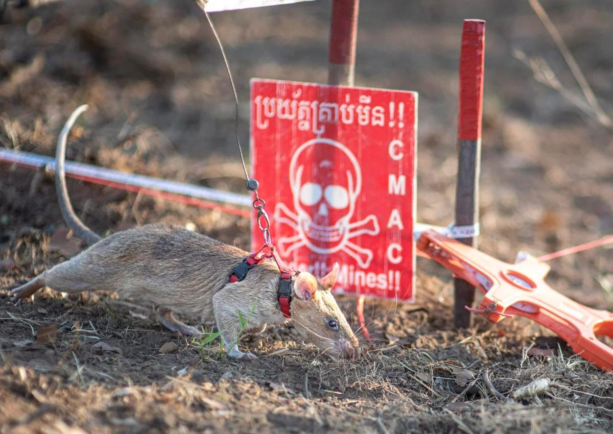 tikus ronin