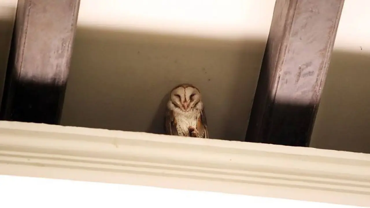 Burung Hantu 'Hedwig' Sambangi Istana  PM Singapur, Ada Apa? 