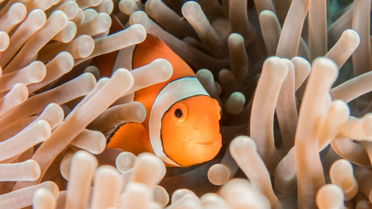 Arti Mimpi Melihat Ikan, Bergantung pada Jenis Ikan yang Dilihat