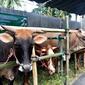 Ilustrasi pasar hewan sapi Lumajang (Istimewa)