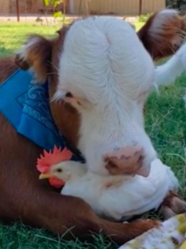 7 Potret Persahabatan Unik Hewan Beda Spesies Ini Bikin Gemas