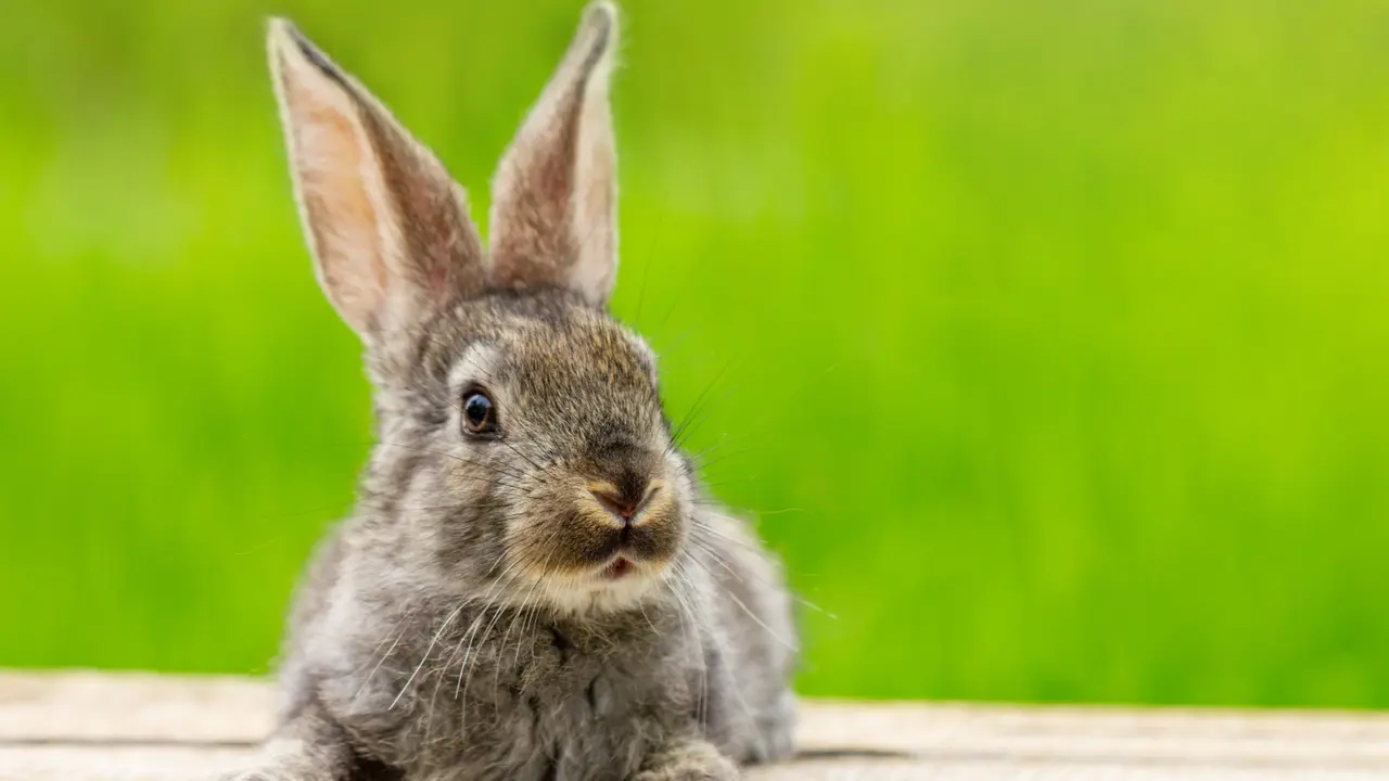 Rabbit
