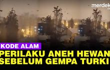 VIDEO: Viral Banyak Burung Panik Diduga Sebelum Gempa Turki, ini Penjelasan Ilmiahnya
