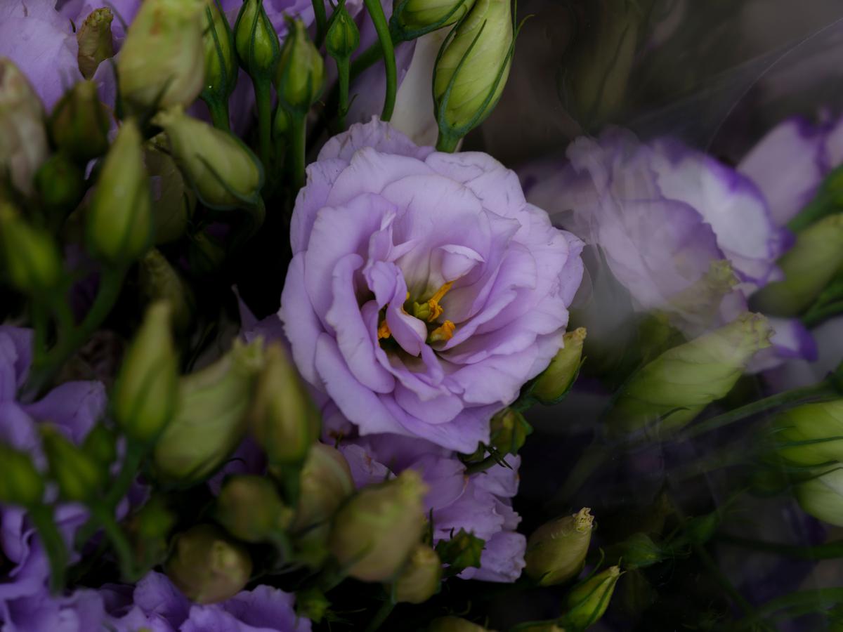 Ilustrasi Bunga Lisianthus