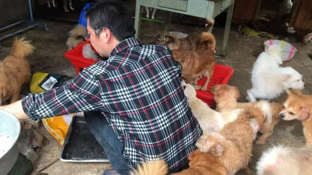 Adopsi 300 Anjing dalam 2 Tahun Terakhir, Bikin Pria Ini Terbelit Utang