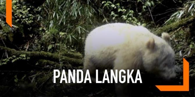 VIDEO: Panda Langka Raksasa Berkulit Putih Terfoto Pertama Kali
