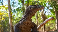 Ilustrasi komodo di Taman Nasional Komodo. (Sumber foto: Pexels.com).