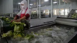 Seorang pekerja mencuci kubis di Pabrik Kimchi Ryugyong yang terletak di tepi ibu kota Pyongyang, Korea Utara pada 1 Desember 2020. Kimchi adalah salah satu makanan tradisonal paling favorit bagi Korea dan terkenal sebagai salah satu makanan sehat di dunia. (KIM Won Jin/AFP)