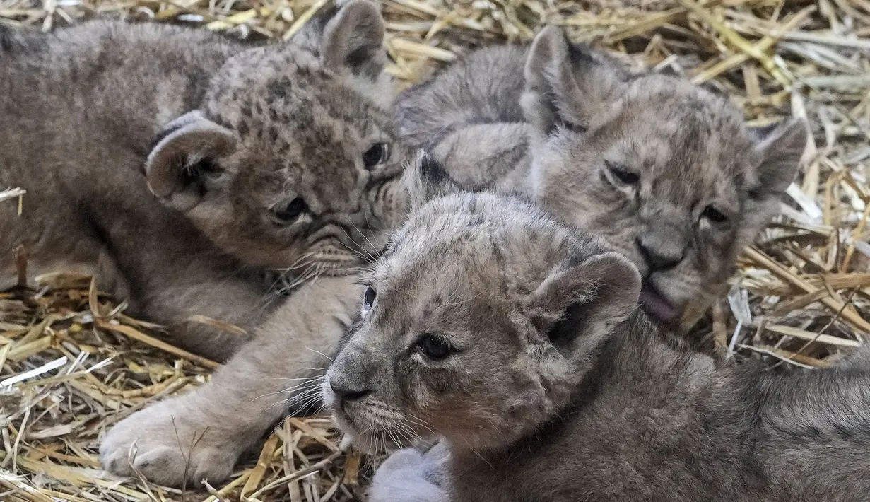 Tiga anak singa kembar Jamila, Kumani dan Malaika menikmati hari pertama mereka diperlihatkan ke publik di Kebun Binatang di Gelsenkirchen, Jerman, Senin (15/11/2021). Sang induk, Fiona melahirkan tiga anak singa itu pada 8 Oktober 2021 lalu. (AP Photo/Martin Meissner)