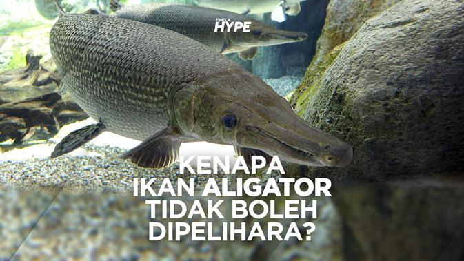 Berbahaya Ikan Aligator Tidak Boleh Dipelihara Lifestyle Fimela Com