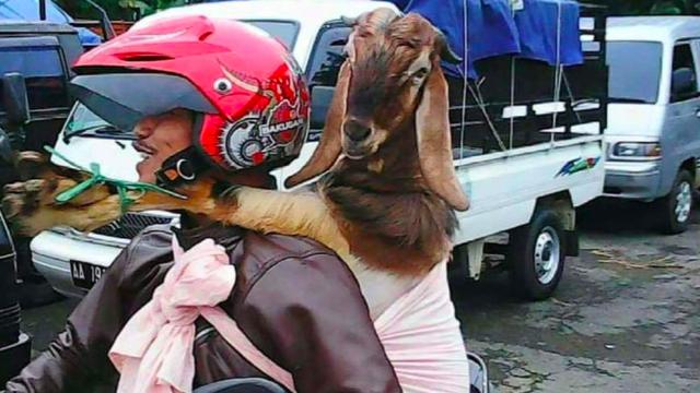 7 Potret Kocak Kelakuan Pengendara Motor, Kelewat Nyeleneh