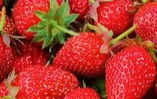 Apa Itu Strawberry Generation? Mengapa Mereka Rapuh? Ini Penjelasannya