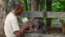 bayi gajah di Pusat Latihan Gajah, Saree, Aceh, Sabtu (23/8). Kondisi luka pada kaki bayi gajah akibat terkena jerat pada awal Mei 2018 lalu itu terus membaik dan tinggal menunggu proses penyembuhan. (AFP/CHAIDEER MAHYUDDIN)