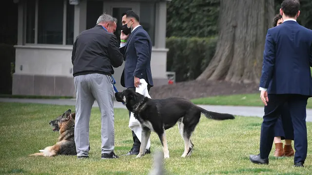 Major, Anjing Milik Joe Biden