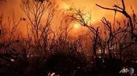 Ilustrasi kebakaran hutan dan lahan di Australia selama musim kemarau, lazim dikenal sebagai fenomena Bushfire (Rob Griffith / AFP PHOTO)