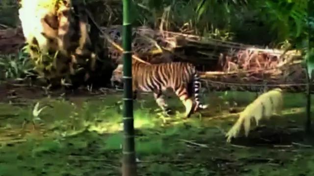 Harimau Sumatera