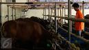 Pedagang memberi makan sapi hewan qurban yang dijajakan di Depok, Jawa Barat, Rabu (9/9). Jelang Idul Adha 1436H, Ahok menerbitkan Instruksi Gubernur terkait pelarangan penjualan serta pemotongan hewan qurban di pinggir jalan.(Liputan6.com/Yoppy Renato)