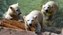 Bayi beruang kutub kembar tiga yang lahir pada Desember tahun lalu terlihat di taman hiburan Marineland di Kota Antibes, Prancis, Kamis (14/5/2020). (Xinhua/Serge Haouzi)