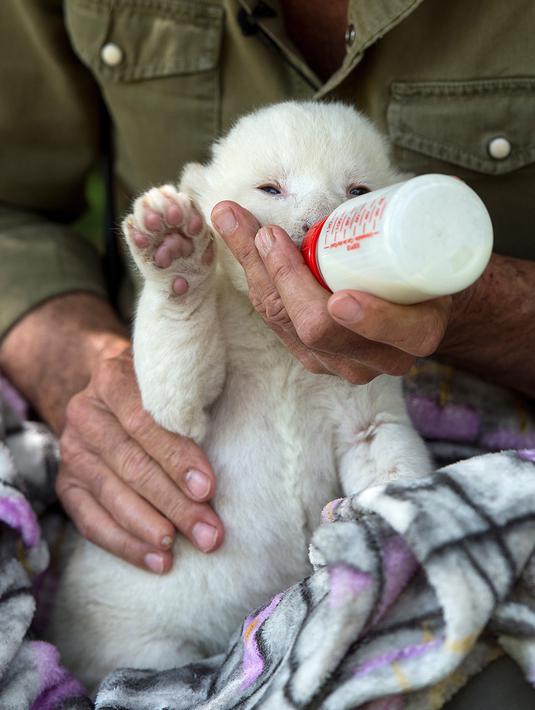 White King, anak singa putih pertama yang dilahirkan di Spanyol, diberikan botol susu di Guillena World Park Reserve di kota Sevilla, Rabu (10/6/2020). Anak singa putih yang lahir pada 31 Mei lalu tersebut ditolak sang induk setelah pengalaman melahirkan yang traumatis. (CRISTINA QUICLER/AFP)