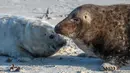 Seekor anjing laut abu-abu betina (kanan) berinteraksi dengan anaknya di pantai Pulau Helgoland, Jerman, 4 Januari 2020. Setelah tiga minggu menyusui, induk anjing laut abu-abu akan membiarkan anaknya mengurus diri mereka sendiri. (John MACDOUGALL/AFP)